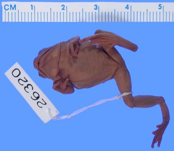 Media type: image; Herpetology A-26320